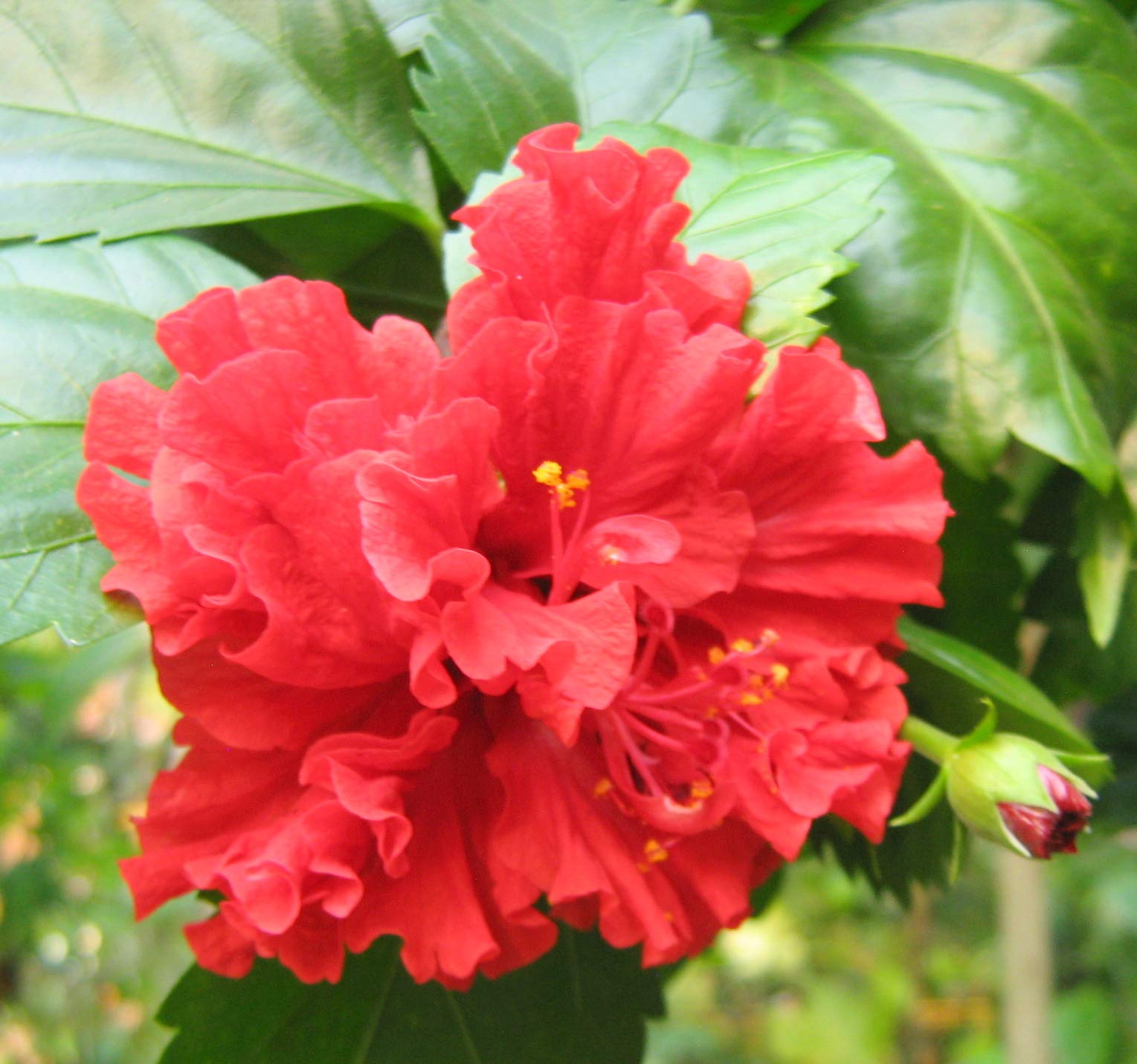 CooPany® Multi Layer Red Hibiscus/Red Aduku Sembaruthi Healthy Live Plant (B08Z8L8SG2) Amazon Price History, Amazon Price Tracker