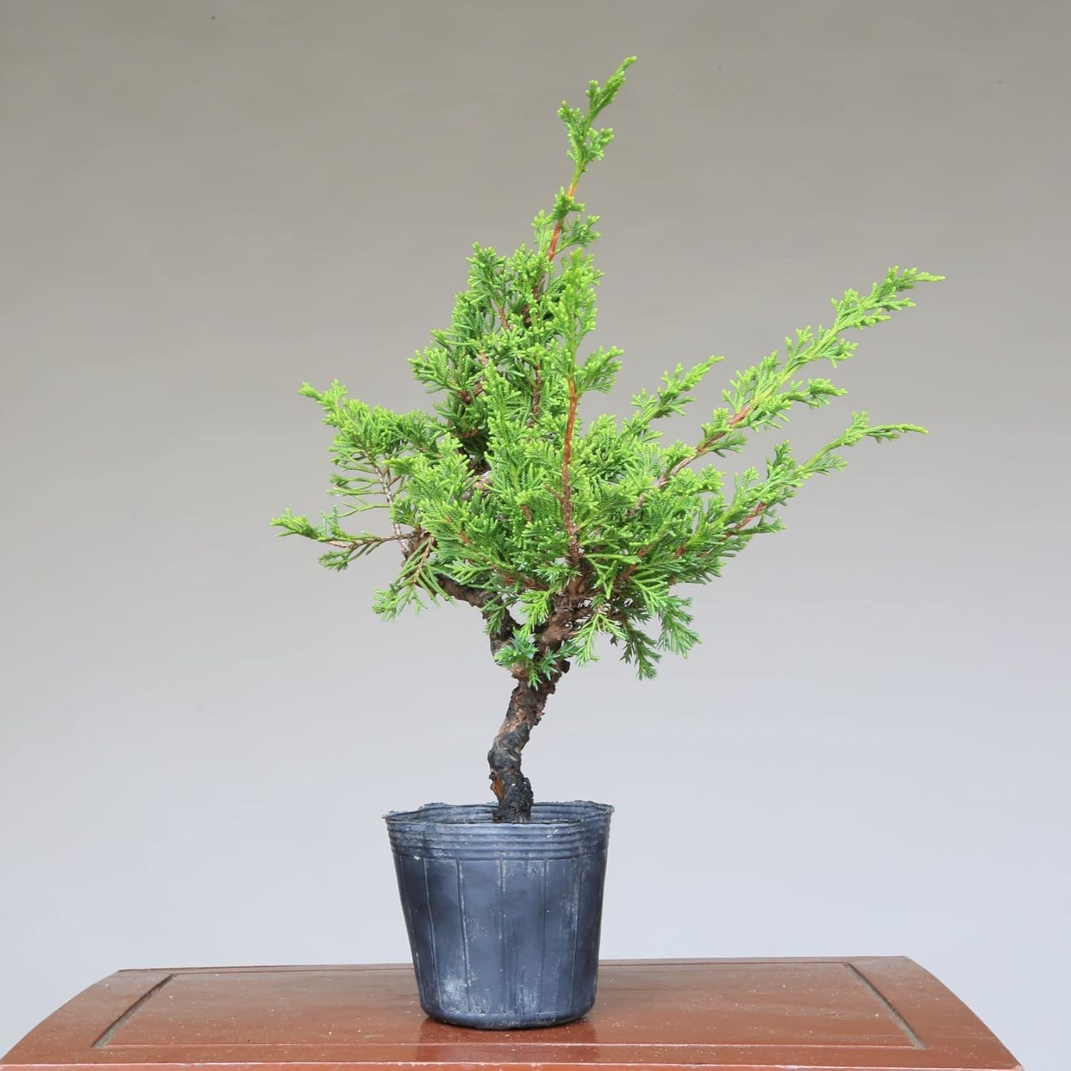 糸魚川真柏創作3