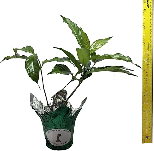 Miniatura 5 de Florida Gardenia Crepe Crape Jasmine Planta Semitropical Viva, Tabernaemontana Divaricata Flore Pleno, maceta de 4 pulgadas Esmeralda TM