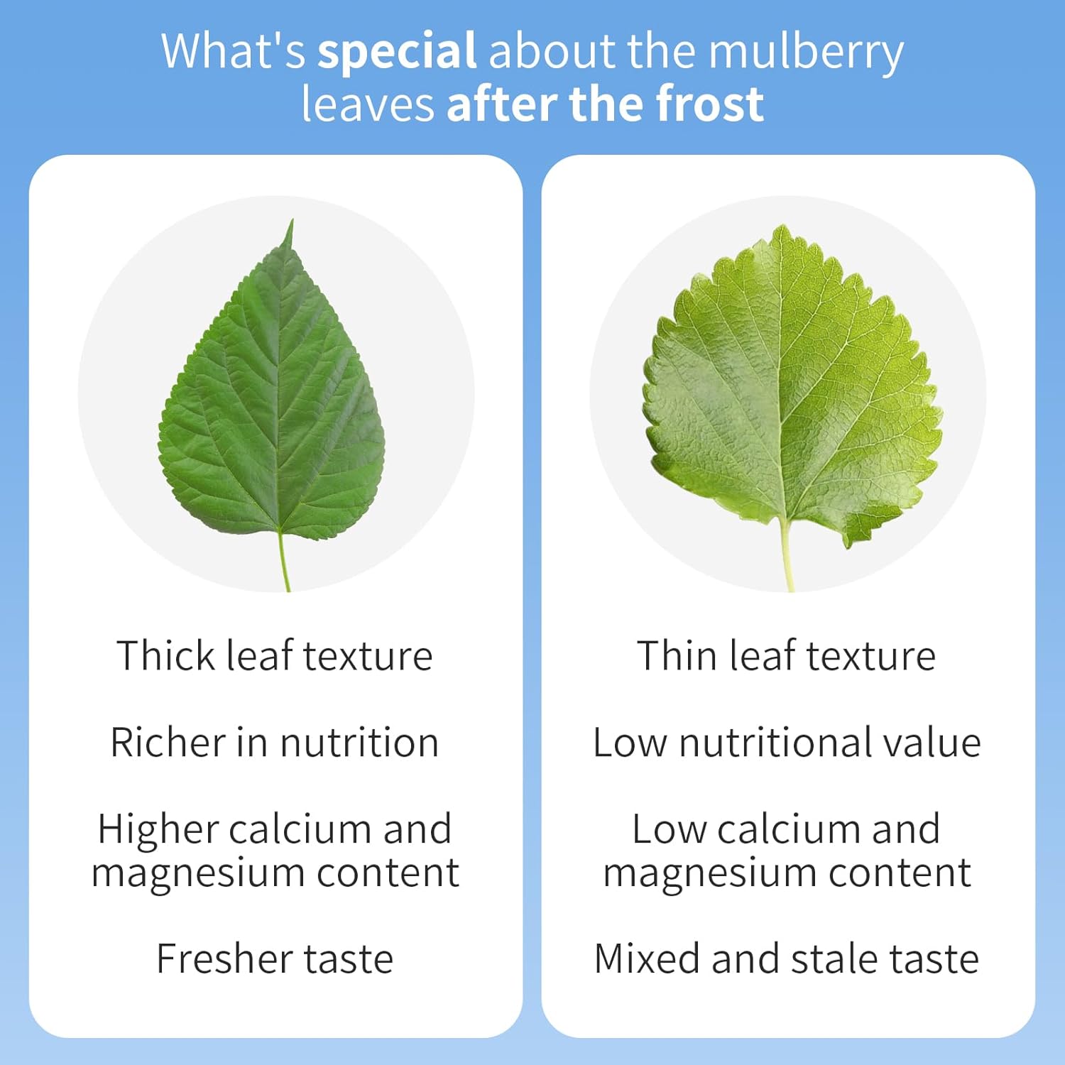 Wanhua Hall Mulberry Leaf Tea Mulberry Tea Loose Leaf 9.17oz/260g Fresh Taste Dried Sang Ye Loose Leaf Herbal Tea Caffeine Free 桑叶茶 桑叶 霜桑叶 - Image 3