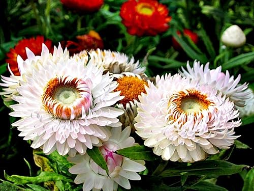 Miniatura 6 de Semillas Fresa Gigante Mezcla Immortelle Helihrizum Jardín Anual Al Aire Libre Corte Para Plantar No GMO