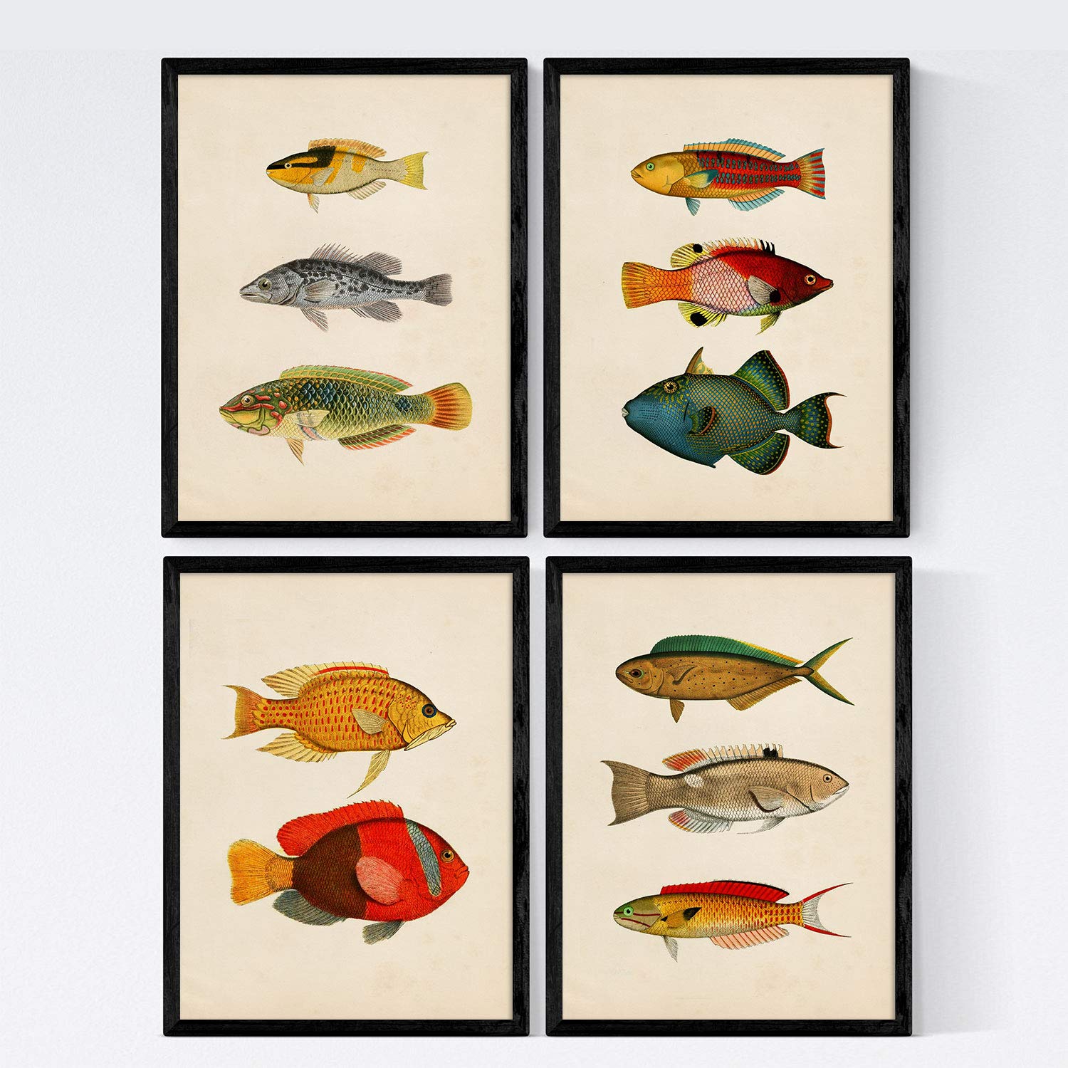 Posters poissons colorés style ancien papier affiche 250 gr Nacnic A3 décoration haut de gamme