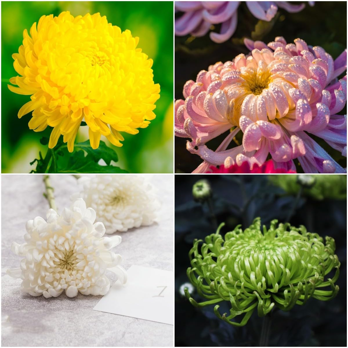 30 pcs chrysanthemen samen - balkonblumen pflanztpfe chrysantheme, Chrysanthemum morifolium, gartensamen bonsai samen zimmerpflanze indoor  plants wildblumensamen topfpflanzen hochbeete : Amazon.de: Garten