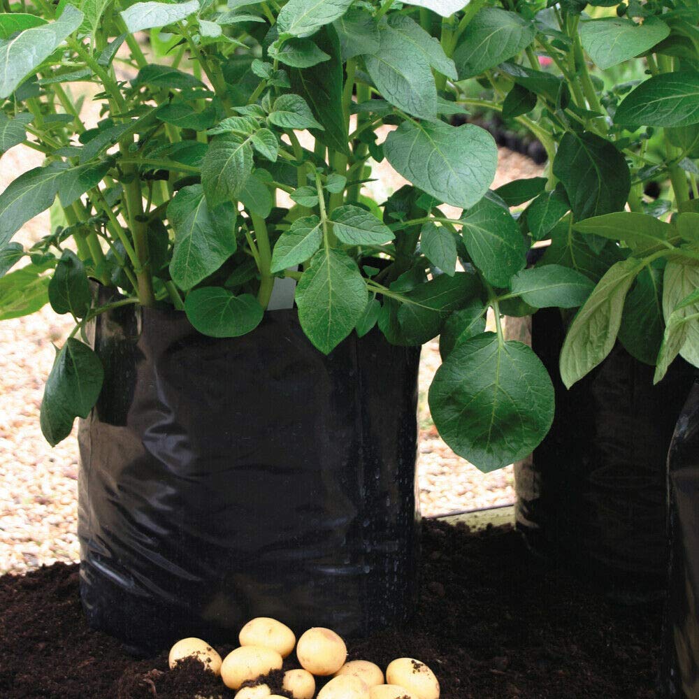 Thompson & Morgan Grey,Black Potato Growing Bags Black/Grey Reusable Durable 20X X 8L Growing Bags By Thompson And Morgan