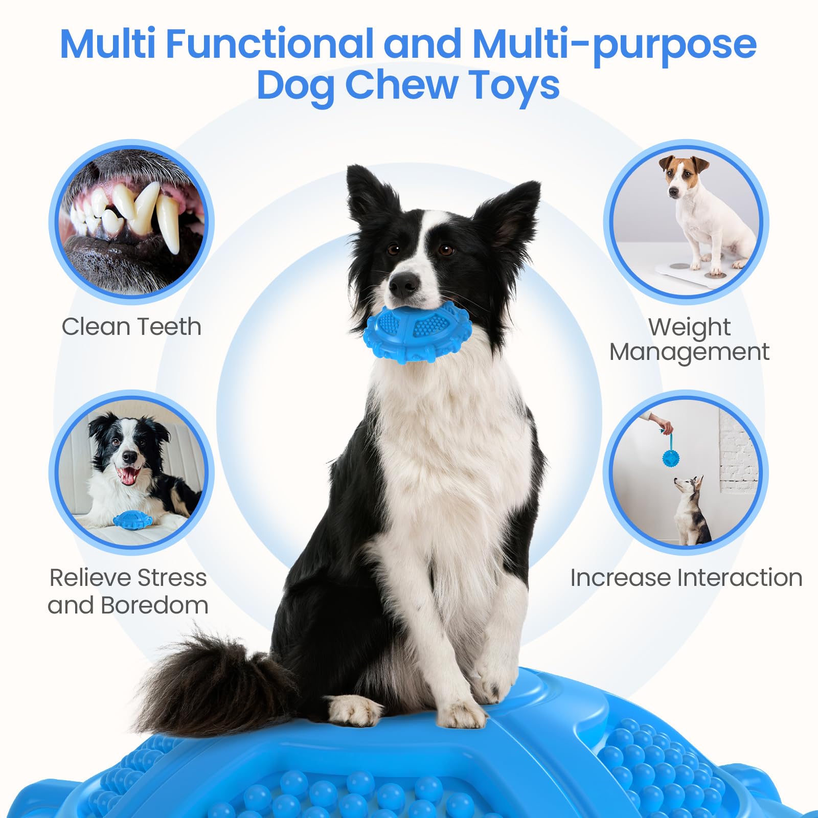 Border Collie Leash Reactive Dog Reddit Educator ET-300 Mini E