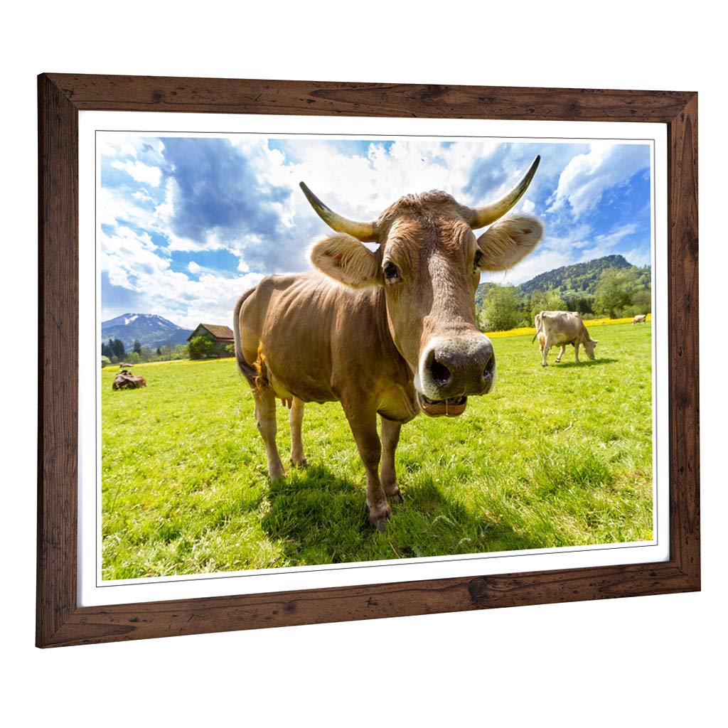 Big Box Art Framed Print of Cow in The Meadow (7) Design | Wall Art Picture | Home Decor for Kitchen, Living, Dining Room, Lounge, Bedroom, Hallway, Office, Walnut, A2 / 24.5x18 Inch / 62x45cm