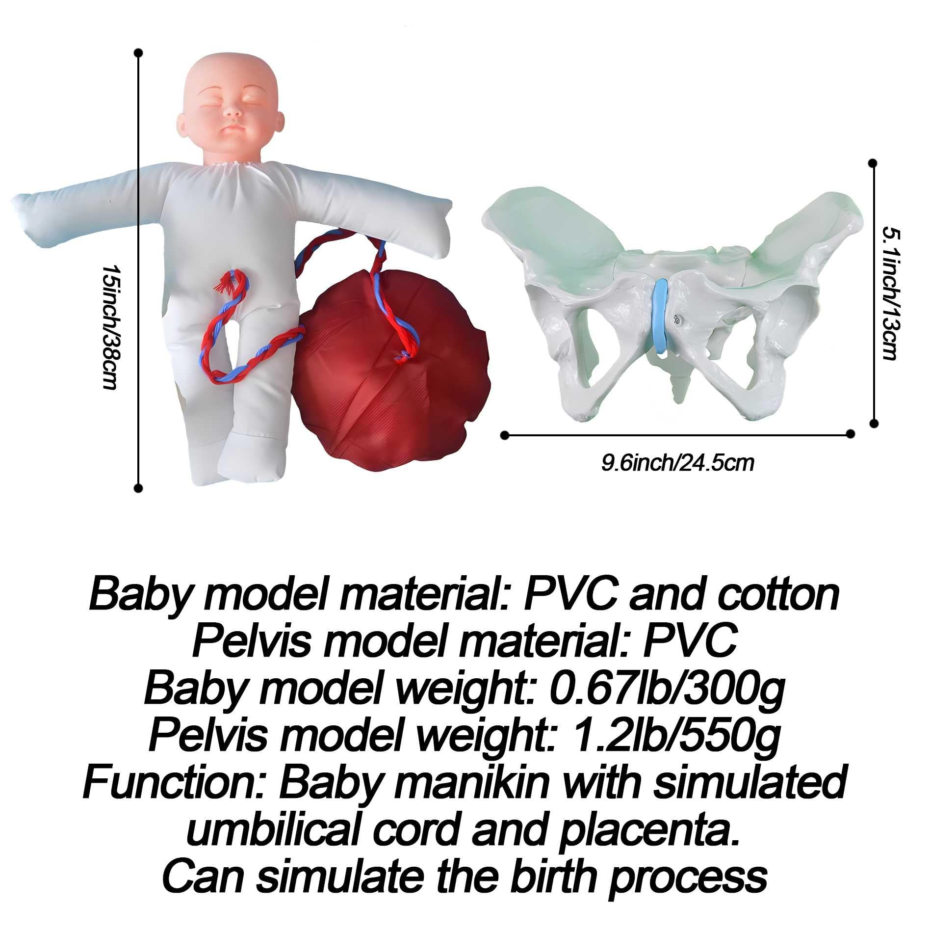 AMITD Modello di nascita per ostetriche con fondo pelvico e neonato per simulazione realistica