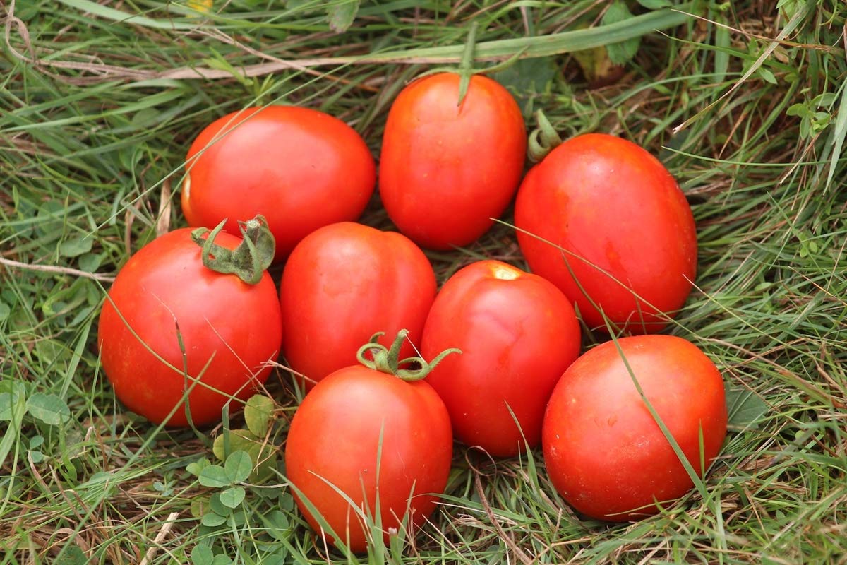 GREEN WORLD HYBRID TOMATO - VARSHA SEEDS (20 SEEDS) (B07PMBJPQJ) Amazon Price History, Amazon Price Tracker