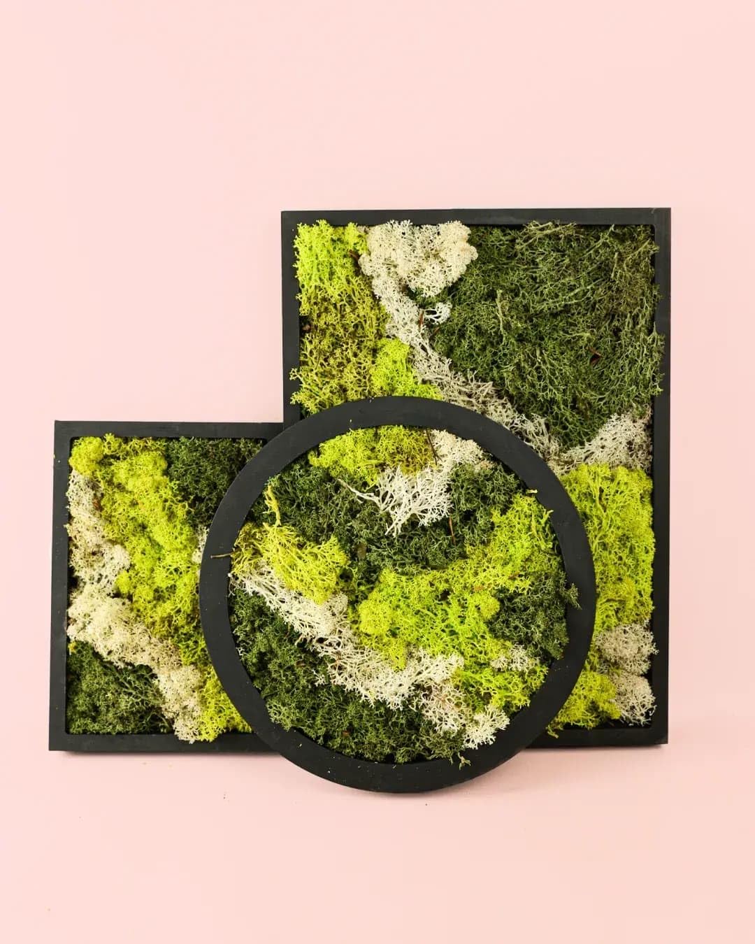 Jardín Vertical Mini | Musgo Natural Preservado | Pur Plant