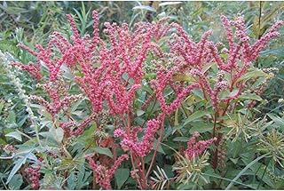 Ditch Stonecrop Seeds (300 Seed Package)