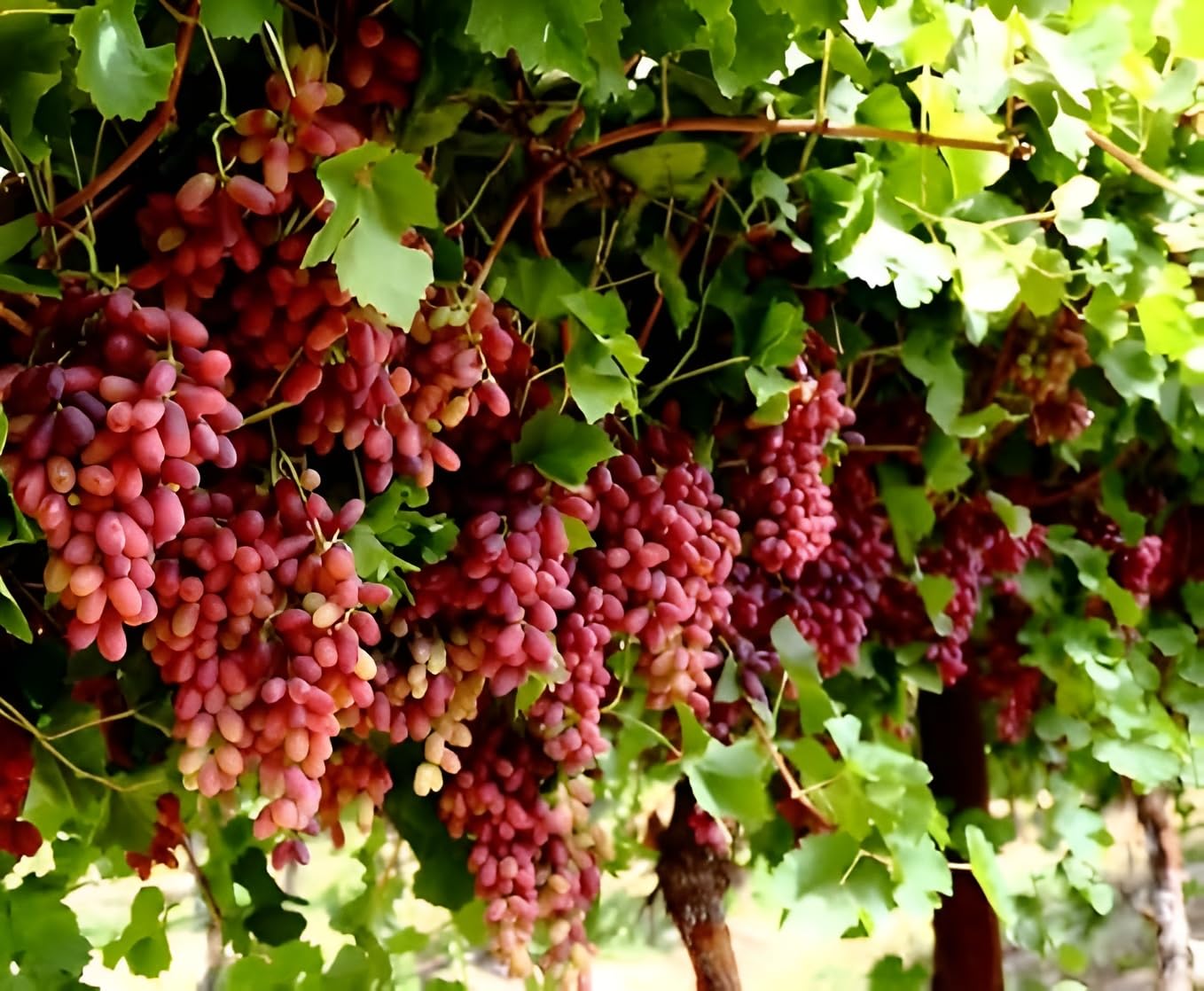 Oxiflora Seedless Sweet long Red Grape Fruit Graftedf plant, Angoor Plant "Special Variety" (Fruit After 1 Year) with pot| Air layered height 1 feet (B0CRF14G9Y) Amazon Price History, Amazon Price Tracker