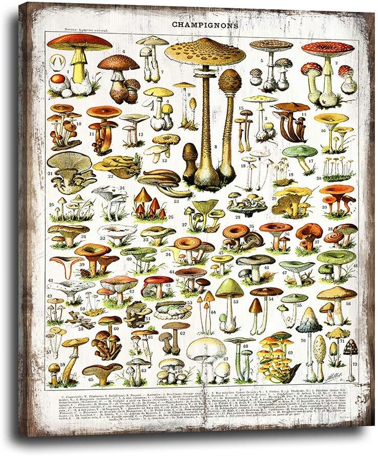 Mushroom Flat lay Kitchen Wall Decor, Dining Room Wall Art - Rustic Botanical Mushrooms Chart on Canvas Wood Style Print - Vintage Wall Decoration for Home, Apartment, Cafe - Boho Canvas Decor 16x20