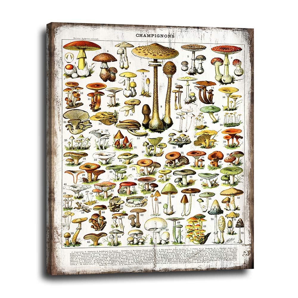Mushroom Flat lay Kitchen Wall Decor, Dining Room Wall Art - Rustic Botanical Mushrooms Chart on Canvas Wood Style Print - Vintage Wall Decoration for Home, Apartment, Cafe - Boho Canvas Decor 16x20