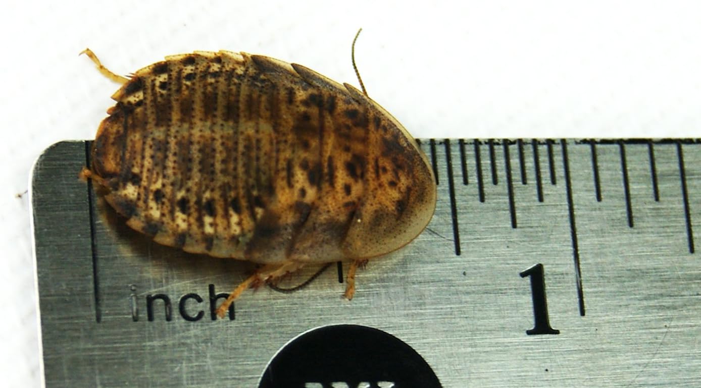 Josh's Frogs 1/2" - 3/4" Medium Dubia Roaches (100 Count)