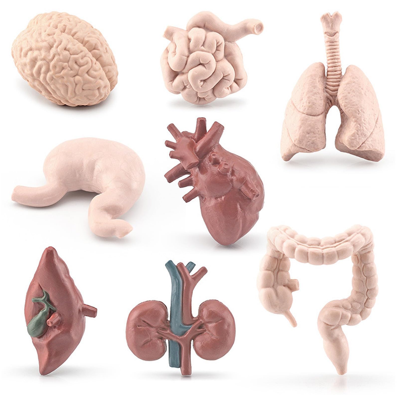 8 Piece Mini Human Organ Set Mini Human Body Model for Mini Body Parts Sets 3D Human Anatomy Model Anatomy and Physiology Study Tools Sciences Learning Kit