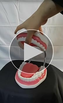 Amazon.co.jp: 6倍の倍率歯科モデル 歯の模型患者説明用 歯医者