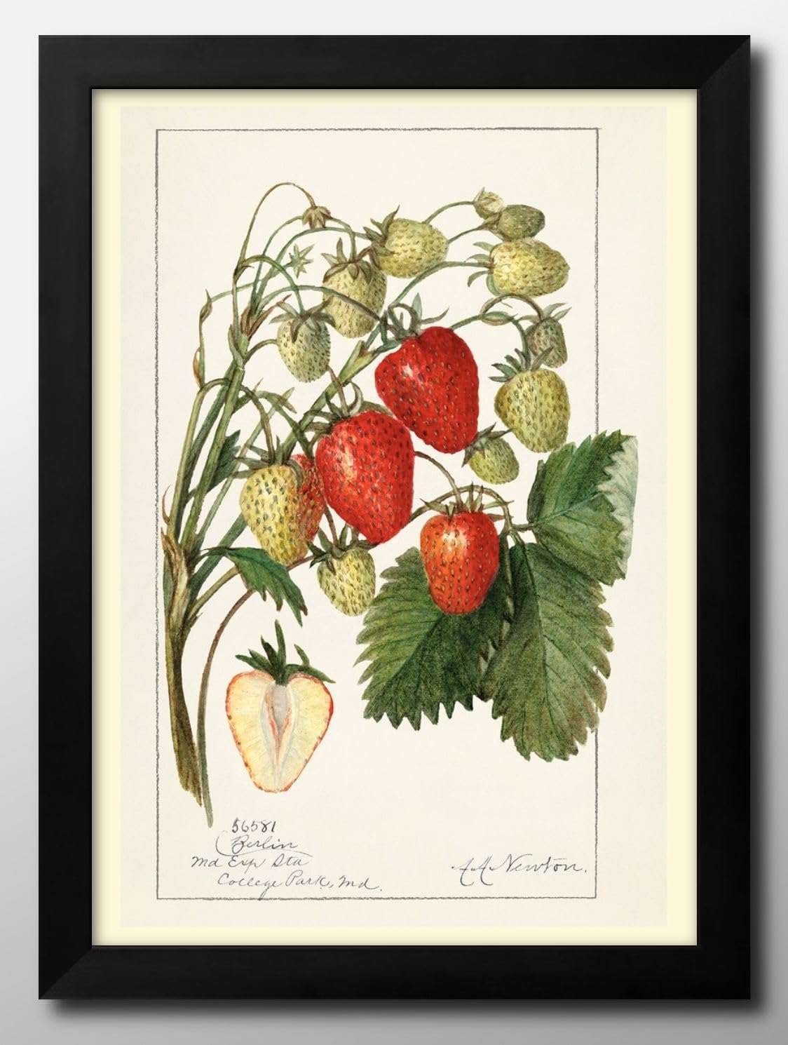 Amazon.co.jp: 苺 イチゴ Strawberries ビンテージ A3 サイズ おしゃれ