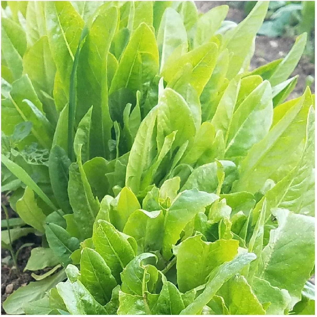 Everwilde Farms - 1/4 Lb Organic Amish Deer Tongue Leaf Lettuce Seeds - Gold Vault