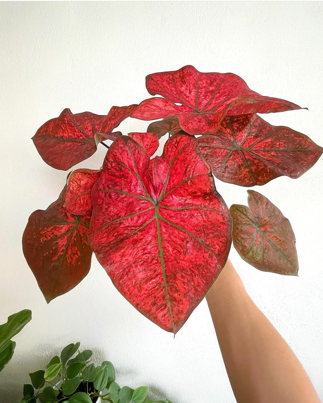 Caladium World 2 Caladium Rare Flower Bulbs