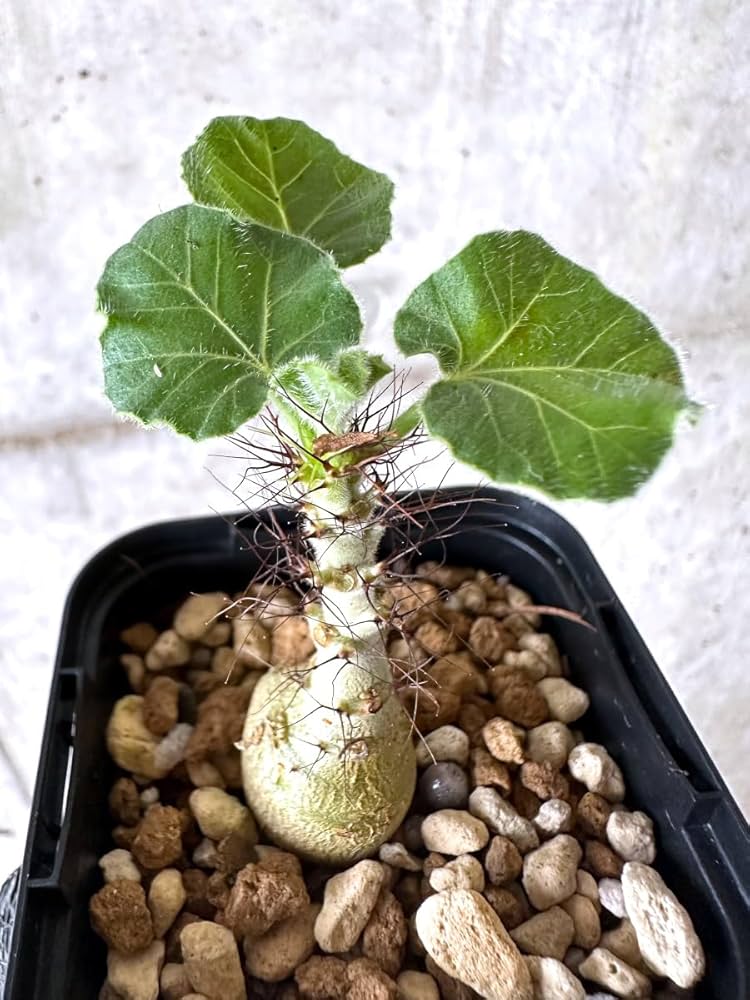 ヤトロファ マルギナータ 特大サイズ 現品限り】ヤトロファ・マルギナータ 特大【AD33】 Jatropha