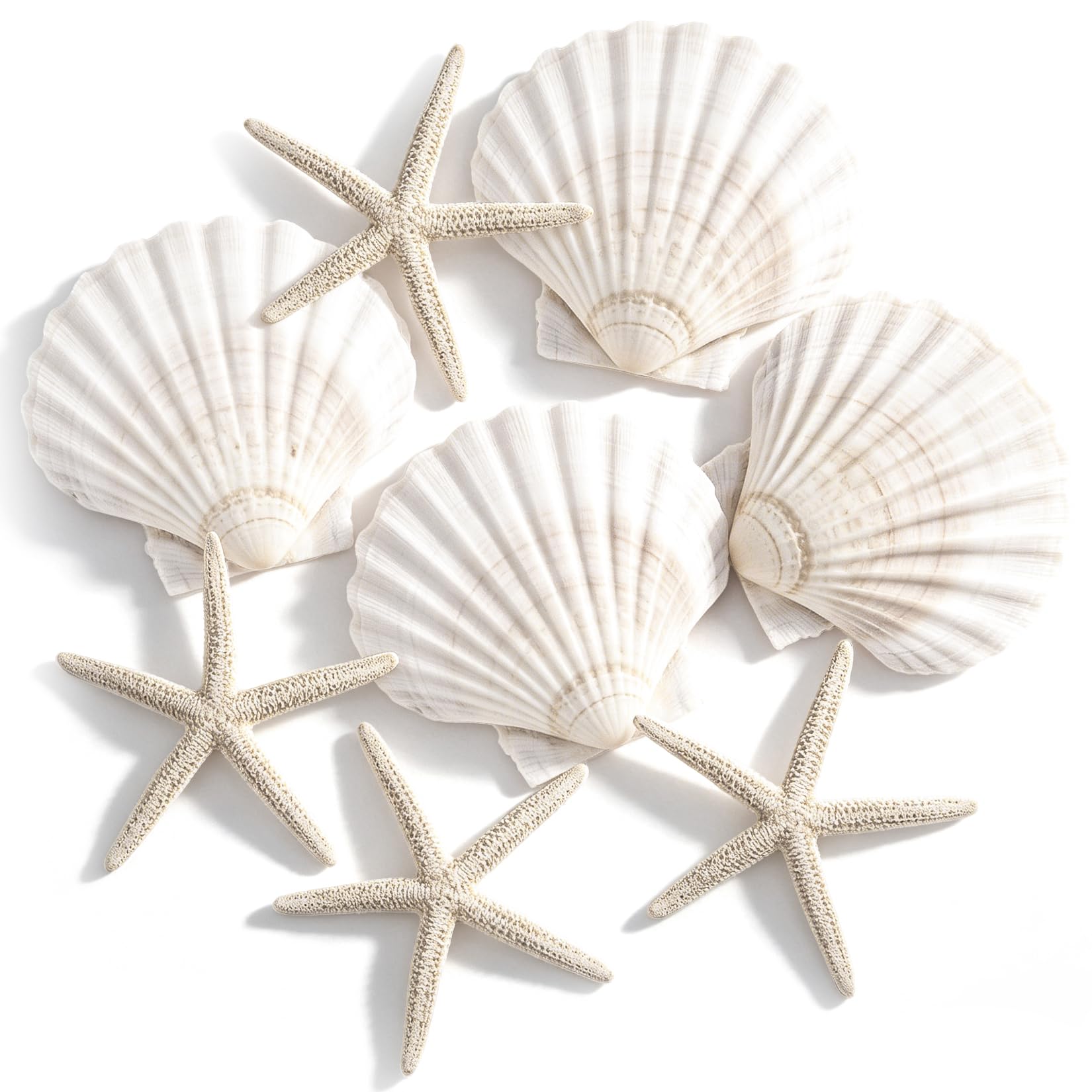 PPCLION 8 PCS Natural 4-5" Scallop Shell and Starfish for Crafts Making Beach Theme Party Wedding Decoration, Home Wall Decor, Christmas Ornaments