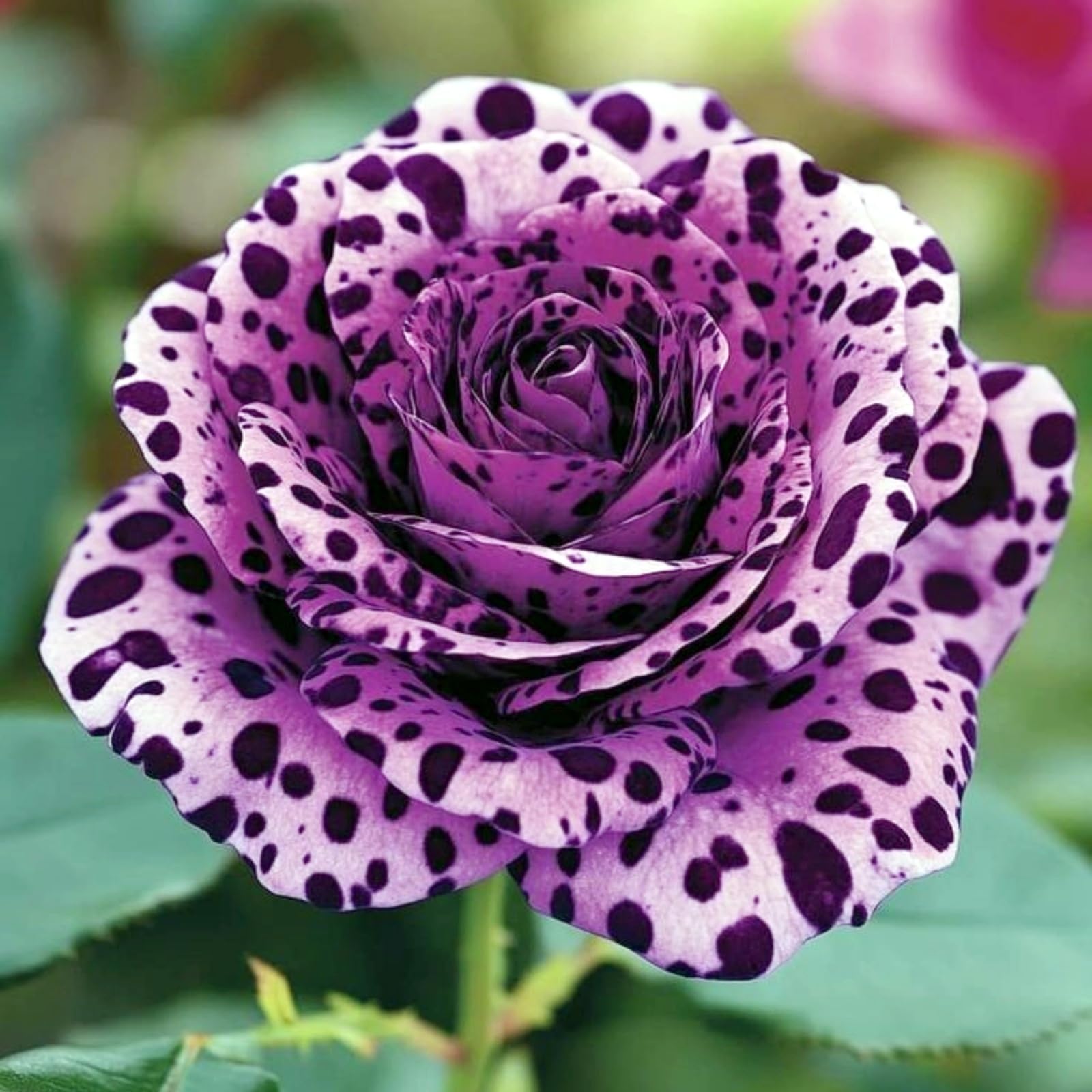 Bulk Rose Rhizome, Hardy Perennial, Garden Decoration, No Watering Required, Professional Planting, Suitable for Spring and Autumn-2 Rhizome-C