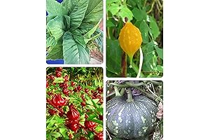 Jamaican Cerasee 500 Seeds, Hibiscus 50 Seeds Jamaican Calalloo Diaspora Seeds