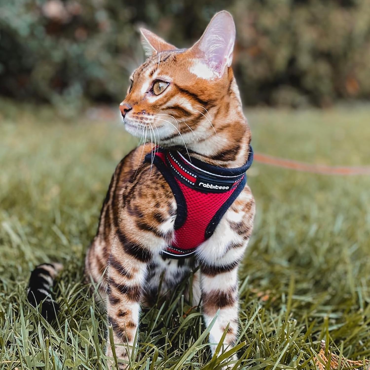 rabbitgoo Cat Harness and Leash Set for Walking Escape Proof, Adjustable Soft Kittens Vest with Reflective Strip for Cats, Comfortable Outdoor Vest, Red, L Large Red