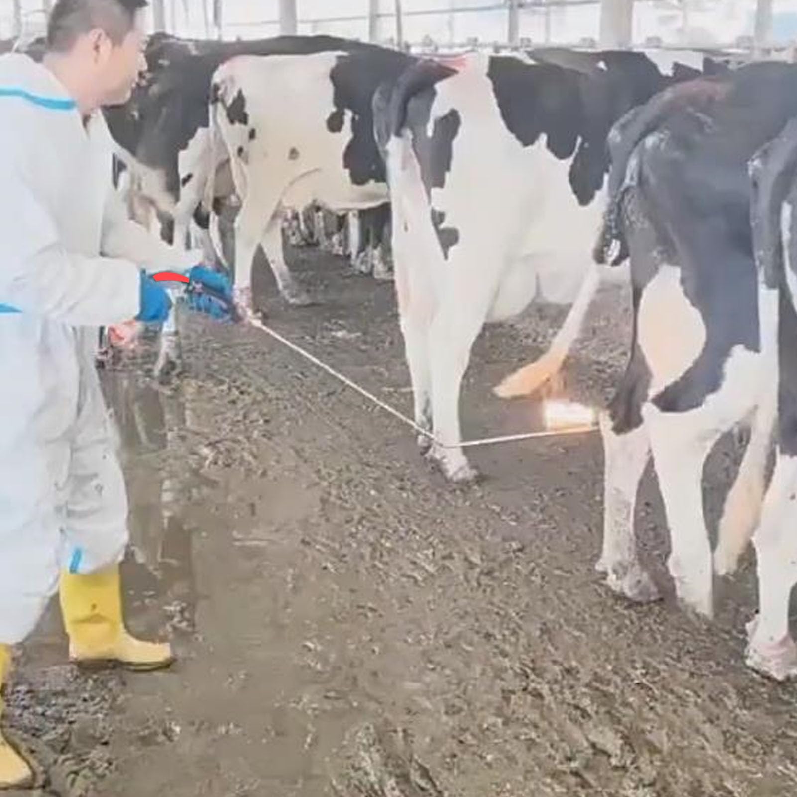 Palnik do Włosów z Wymion Krowich, Wygięta Różdżka ze Stali Nierdzewnej