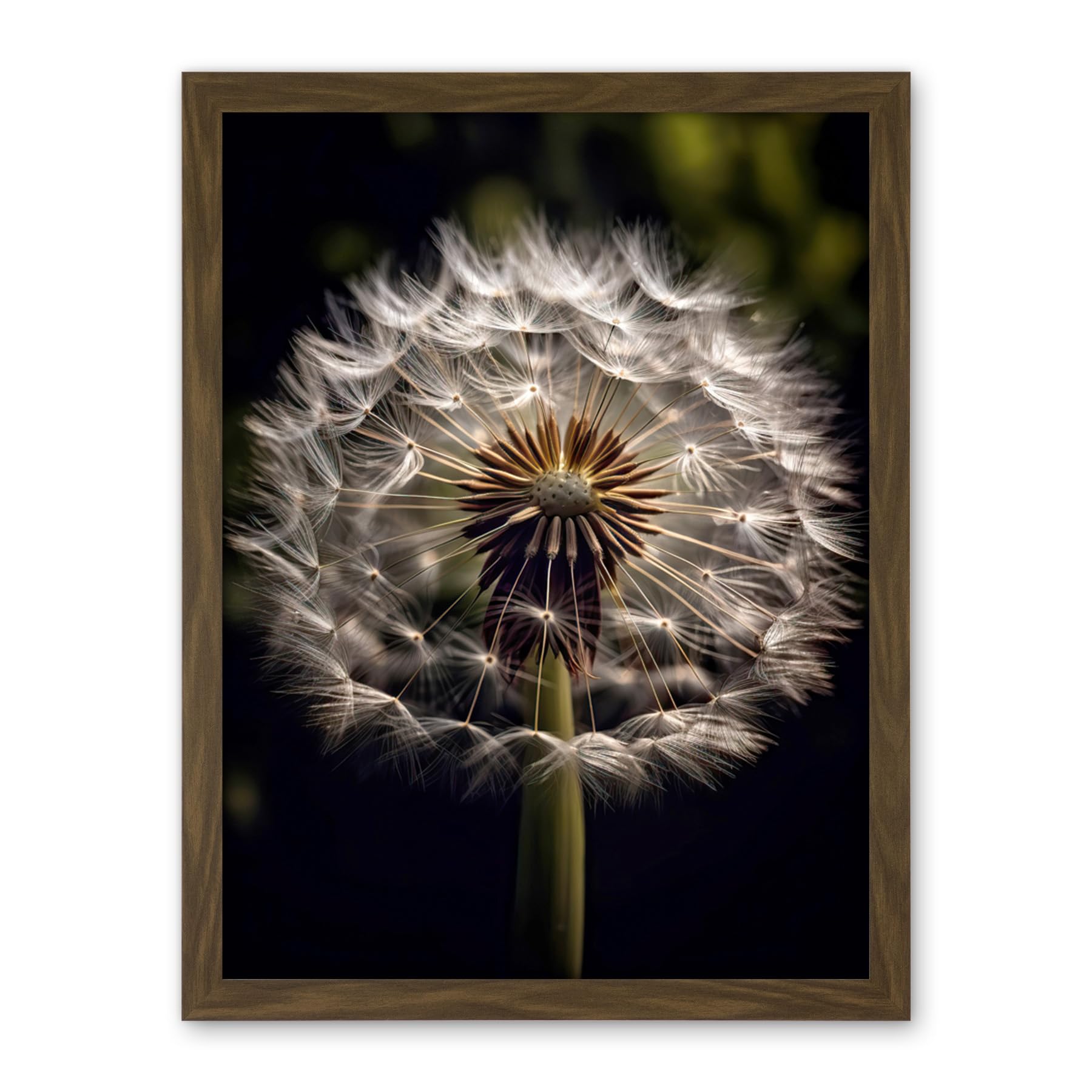 Artery8 Dandelion Flower Pappus Macro Photograph Dark Close Up Detail Artwork Framed Wall Art Print 18X24 Inch