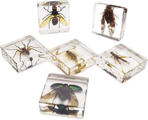 Miniatura 14 de Juego de 6 muestras de insectos de resina, mariposa, escarabajo de rana joya, polilla de seda, chafer, chafer, chinche, avispa, juguete educativo