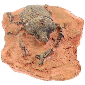 iplusmile Paleontological Insect Specimen Decor for Science Teaching Real Insect Ornament for Educational Settings Lightweight and Compact for and Storage