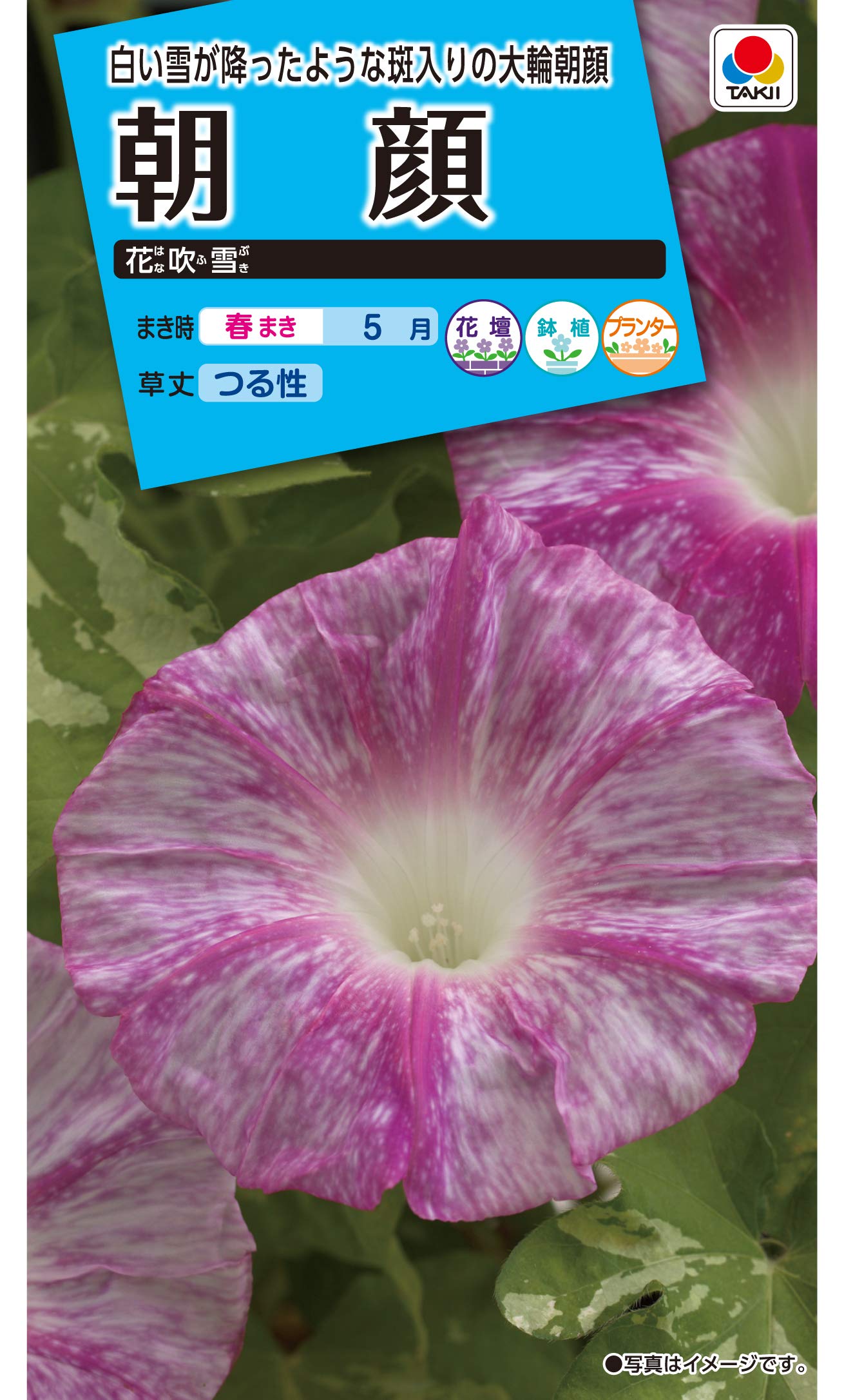 覆輪が美しい朝顔の苗 ✦つぼみ付き開花苗 一苗 覆輪が美しい朝顔の苗 ✦つぼみ付き開花苗 一苗 覆輪が美しい朝顔の苗