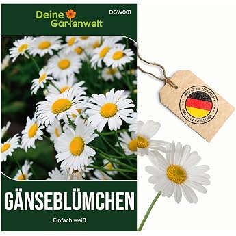 Daisy Simple White Seeds - Bellis Perennis - Daisy Seeds - Flower Seeds - Seeds for 300 Plants