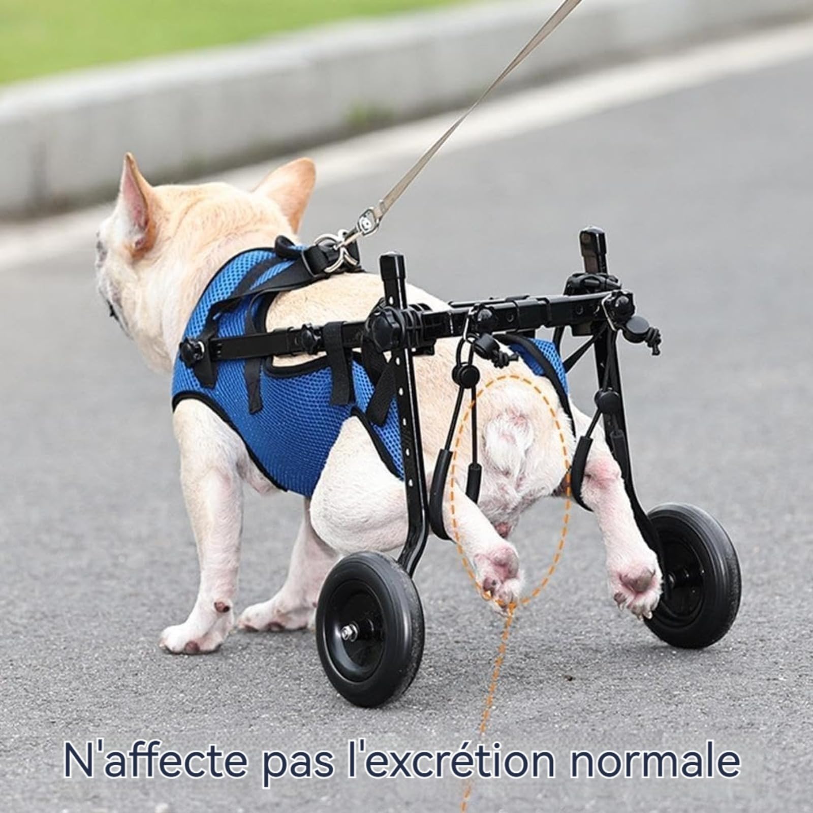 Chariot réglable pour animal domestique handicapé, aide à la mobilité des membres postérieurs, aide à la mobilité des chiens, outils de rééducation, promenade, pattes d'animaux de compagnie léger