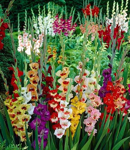 Votaniki Gladiolus Mix Bulbs for Planting - Mixed Colors Perennial Gladiolus Flowering Bulbs | Long-Lasting Cut Flower - Easy to Grow and Maintain (12 Pack)