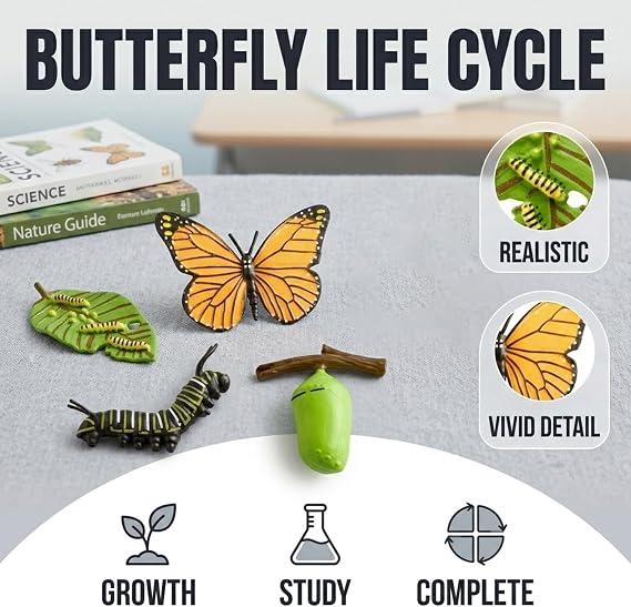 4PCS Insect Models Butterfly Life Cycle Model, Insect Growth Model, and Science Education Toys, Suitable for Classroom Teaching and Natural History Collections