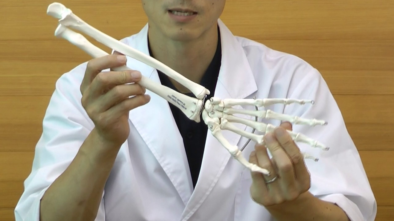 Amazon.co.jp: 前腕（橈骨・尺骨）付きの手の骨格模型 - 手の骨モデル