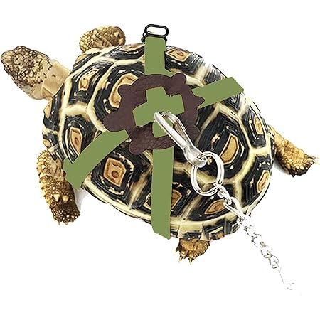 turtle leash amazon