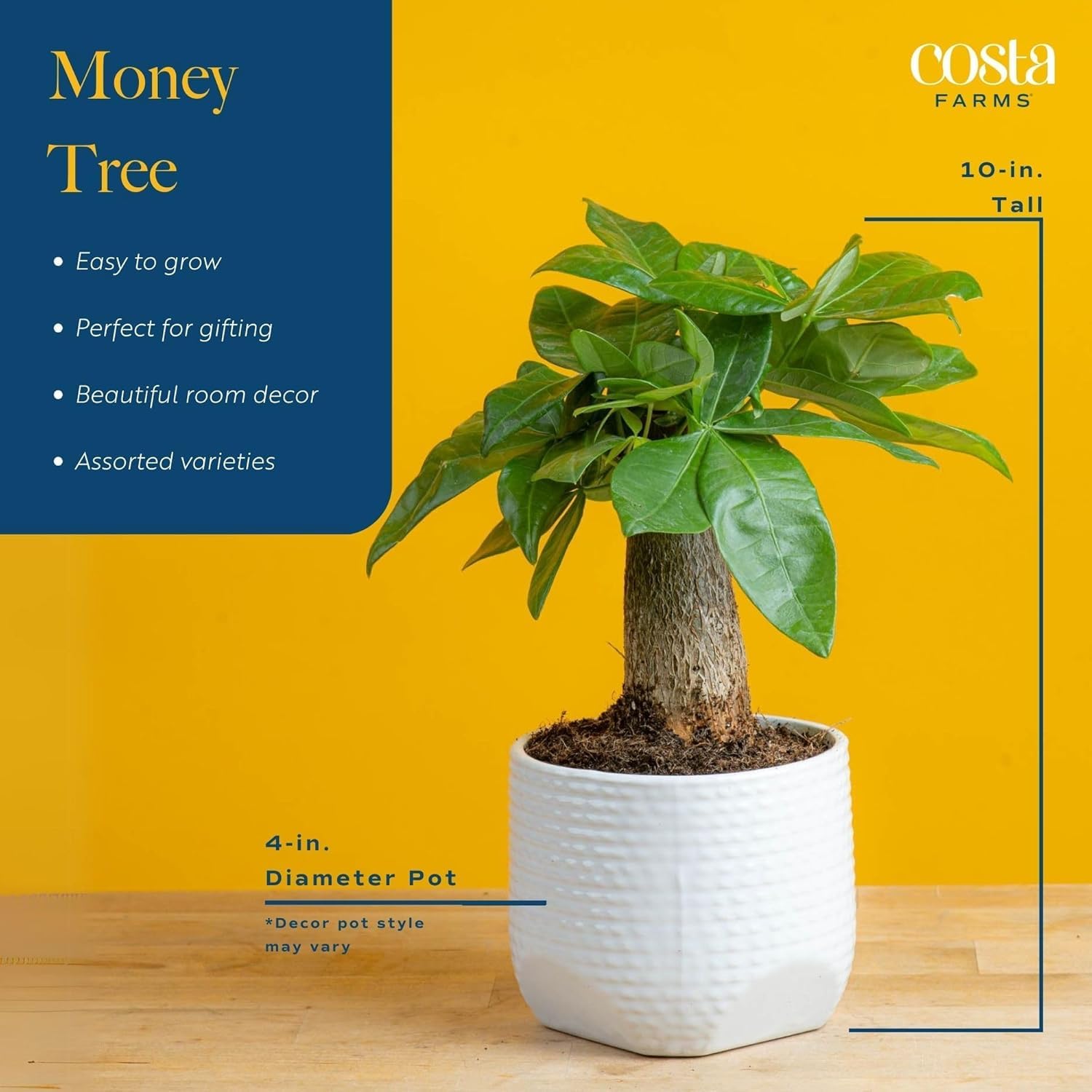 観葉植物 Amazon.co.jp: Costa Farms マネーツリー、小さく育てやすい屋内