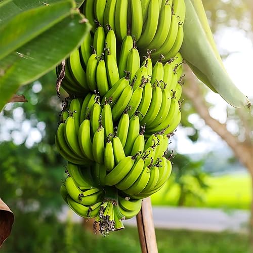 QAUZUY GARDEN 100 semillas de árbol de plátano (árbol de plátano), semillas de fruta fresca, semillas orgánicas de reliquia sin OMG, contenedores de