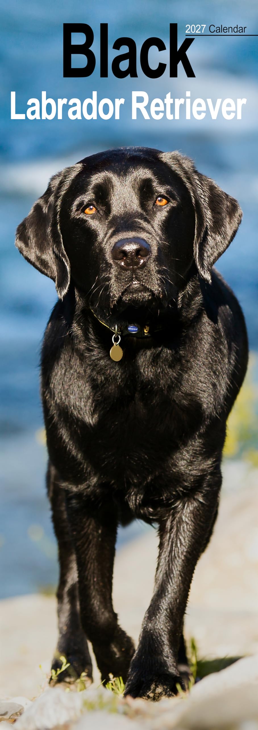 Black Labrador Retriever 2027 Slim Month To View Wall Calendar