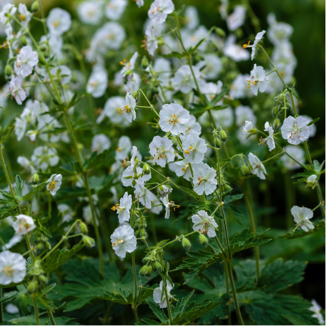 Plants by Frank Geranium Macrorrhizum White Ness, 60 plantes, Ø 9 cm