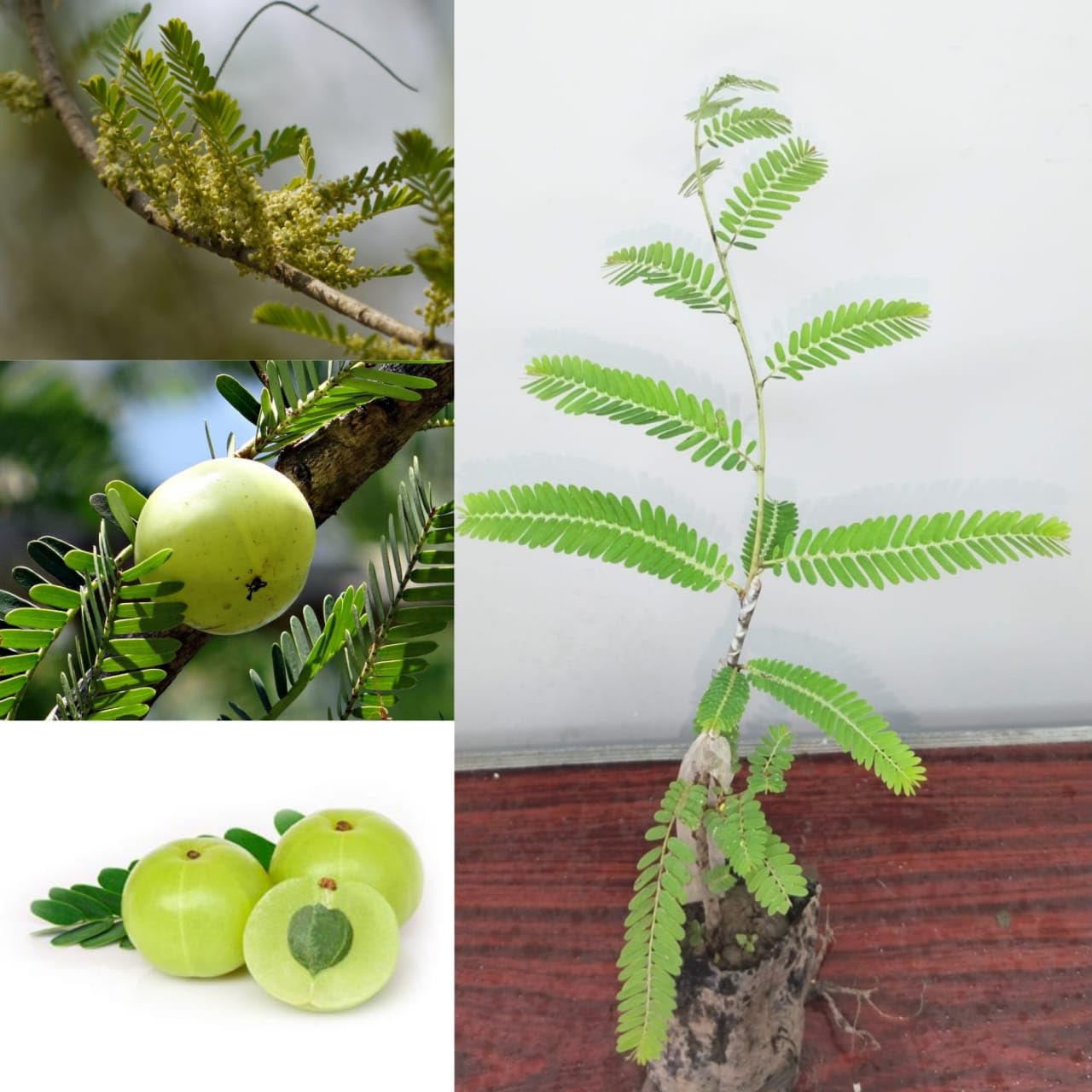 Golden Bloom Thai Original 1 Green Amla Sweet Hybrid Grafted Fruit Live Tree Plant