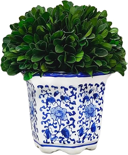 Galt International Boj natural preservado de 7 pulgadas en maceta de cerámica, centro de mesa y planta, impresionante vegetación y decoración de