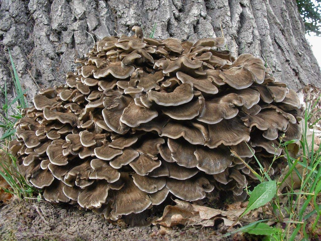 Buy Fertile Ukraine Mushroom Maitake AntiCancer Mycelium Spawn
