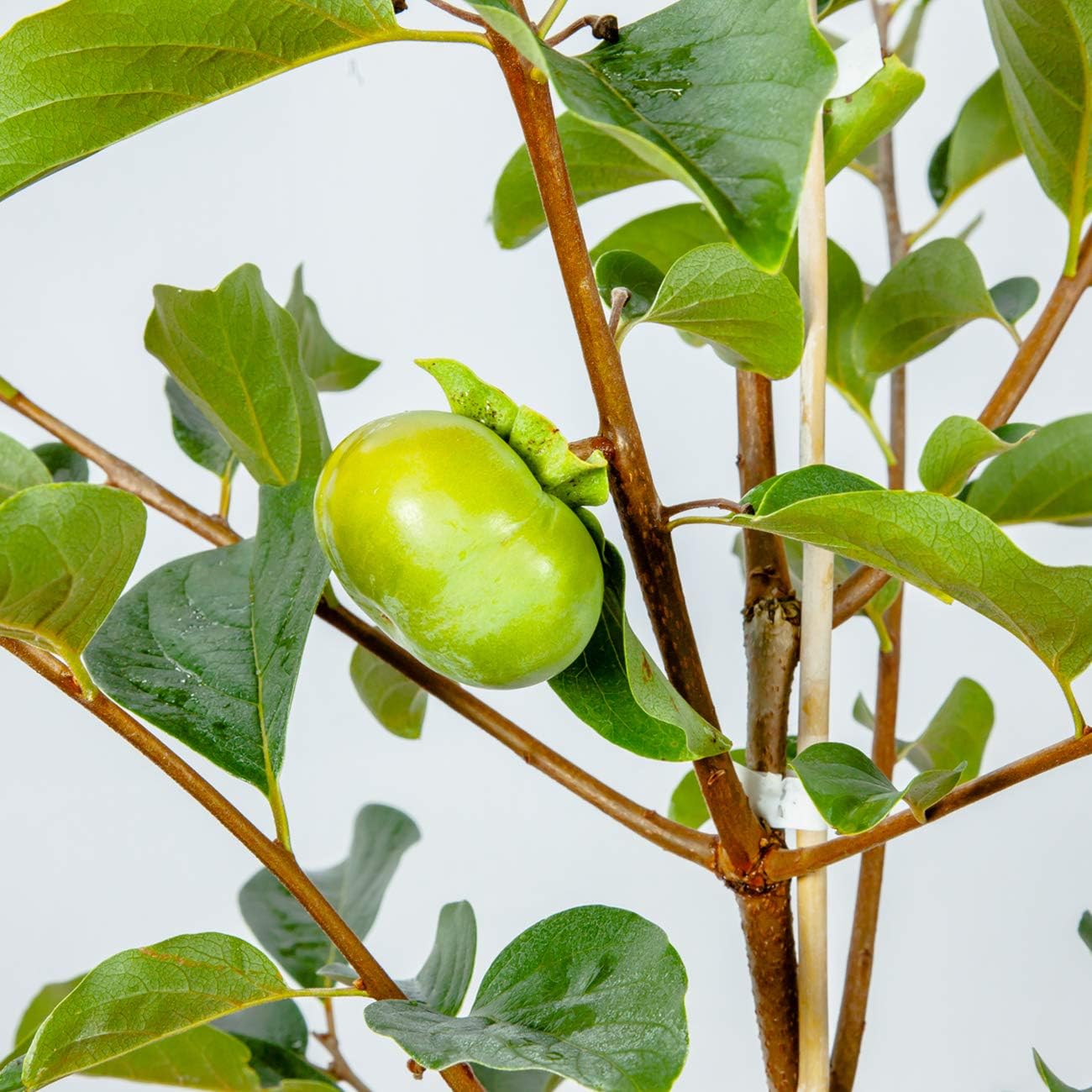 Review Product Perfect Plants Fuyu Asian Persimmon Tree Live Plant, Produces Fruit, 4-5 ft, Self-Pollinating