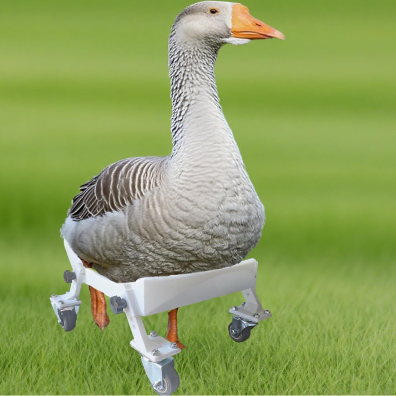 Pet Goose Mobility Aid Wheelchair, Equipped with A Secure Elastic Strap. Adjustable & Comfortable Wheelchair for Pet Goose,and Animals