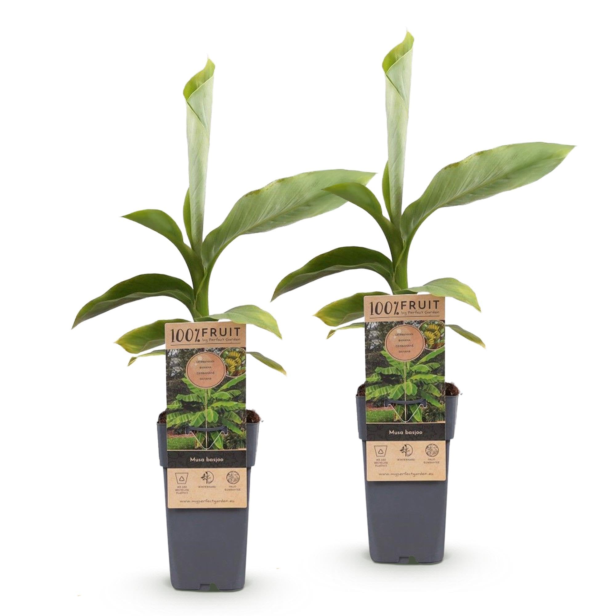 Piante di Banano Musa Basjoo, per Giardino, Verdi, Set di 2, Vaso 15cm