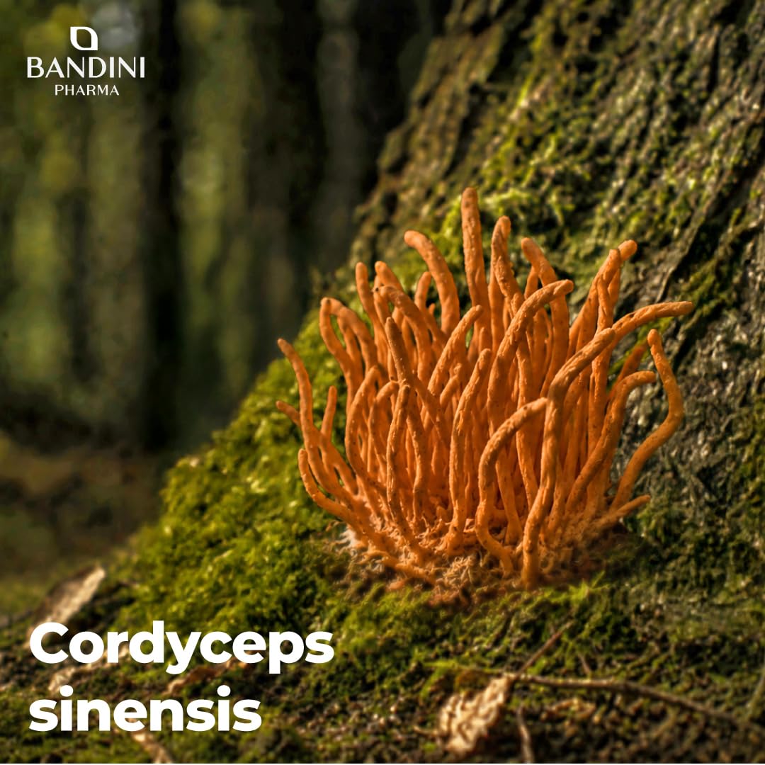 Bandini® Cordyceps Sinensis 6.500mg - 270 Gélules - Extrait de champignon vital CS-4 (10:1) - Énergie & Performance Sportive - 40% de Polysaccharides Bioactifs - Sans Additifs, Vegan - Pour 3 mois